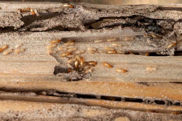 Reliable Plymouth, NC Pest Control Solutions